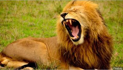 Autopsy Report Says Pen Not Properly Closed When Lion Killed Intern