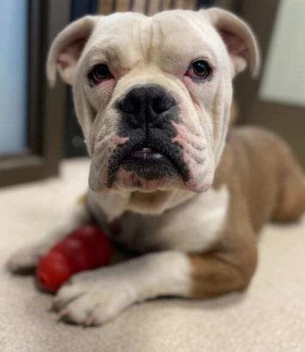 Captain Mugshot