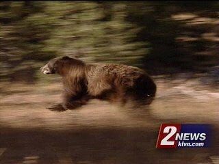 Bear-Proof Garbage Bin Loans Available at South Lake Tahoe