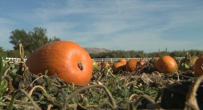 Andelin Farm to Hold 'Pumpkins for Autism' This Weekend