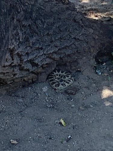 Rattlesnake