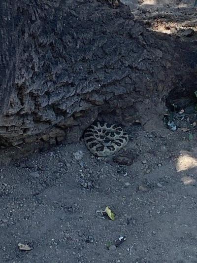Rattlesnake