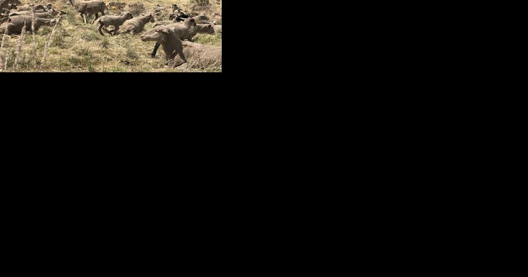 Sheep to Roam and Reduce Hazardous Fuels near Jacks Valley Community Tomorrow - Vimarsana News