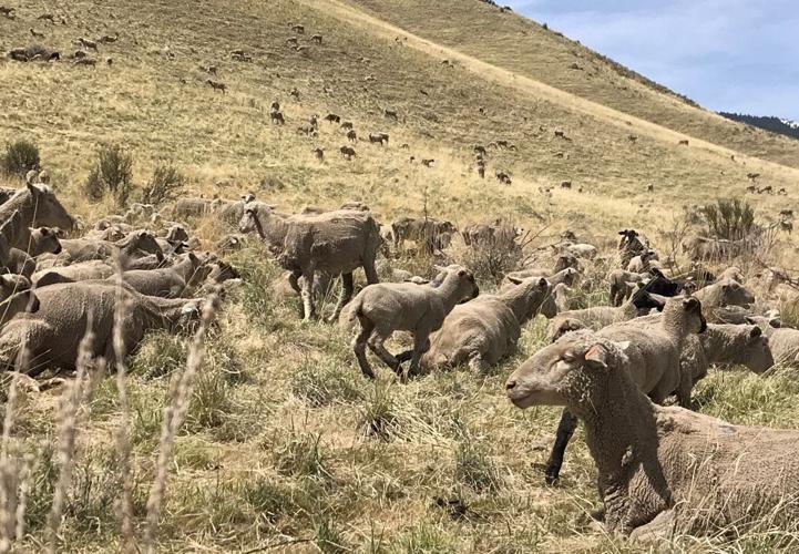 Carson City to Use Sheep to Reduce Wildfire Risk Starting Next Week