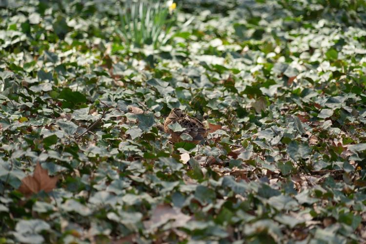 New York American Woodcock