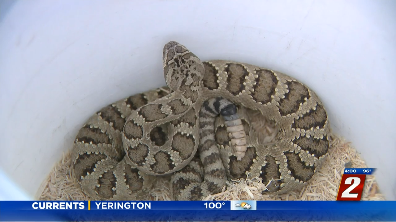 Surprise! Rattlesnake in a toilet