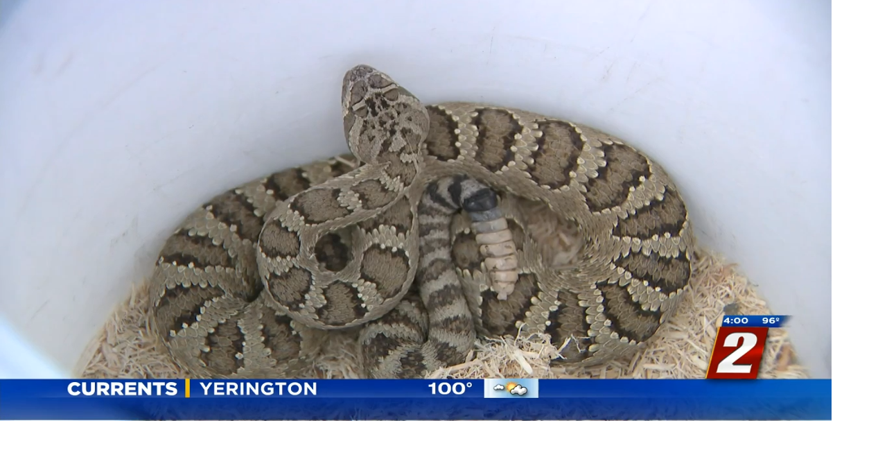 Rattlesnake Safety Tips | News | 2news.com