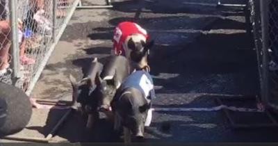 Hillary Clinton Pig Wins Presidential Pig Race