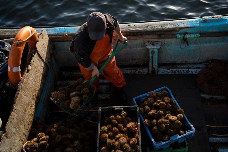 Chile Salmon Farms