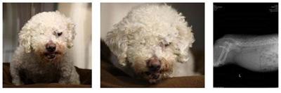Nevada Humane Society Seeks Donations for Injured Poodle