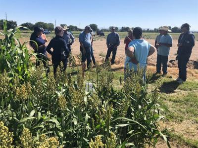 UNR Researchers Study Crops That Could Be Used For Beer