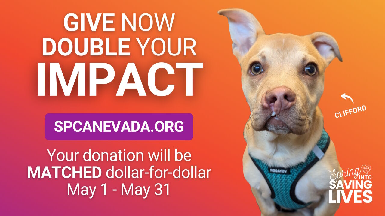Nevada SPCA Life-Saving... - Nevada SPCA Life-Saving Shelter, image size:1280x720