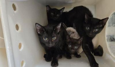 80 CATS RESCUED.jpg