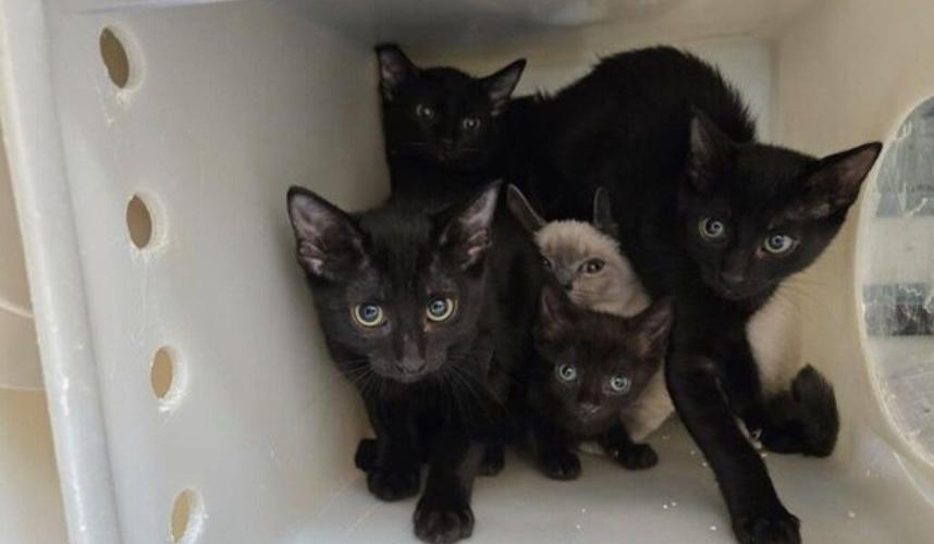 80 CATS RESCUED.jpg
