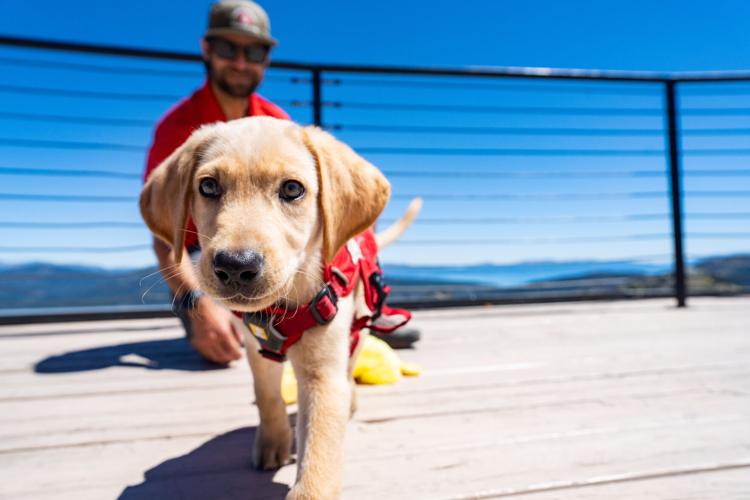 Palisades Tahoe New Avalanche Rescue Dog - Meet Binny