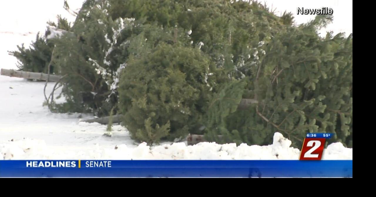 Public Feedback Sought for Price Hike on Christmas Tree Cutting Permits