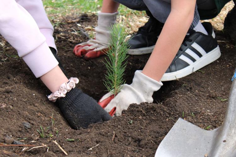 EVMS Students help Restore Davis Burn Area 8