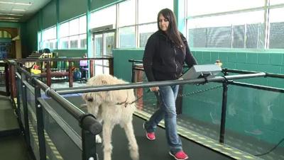 New Athletic Club for Dogs Offers Unique Services at K9 Games Reno