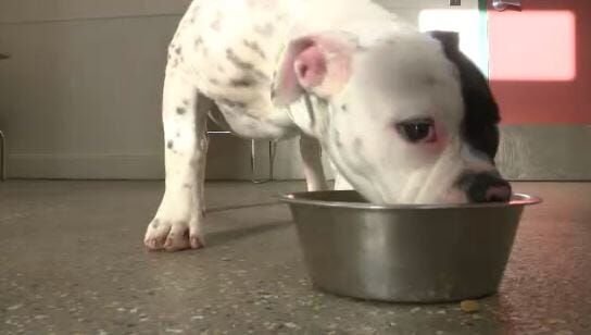 Nevada Humane Society Hosting Drive-Through Pet Food Assistance