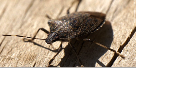 Experts Expect a Pest-Packed Winter Due to Looming Bitter Cold Temps - Vimarsana News