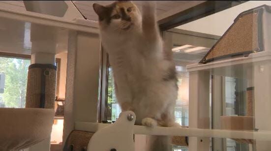 Humane Society of Truckee-Tahoe Reopens, Welcomes New Animals