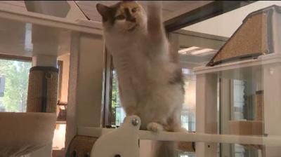 Humane Society of Truckee-Tahoe Reopens, Welcomes New Animals