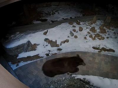 NDOW: Precautions for Bear Activity in Nevada