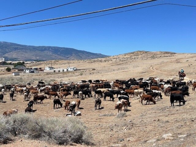 Reno Rodeo 2025 Cattle Drive - final trek to rodeo grounds 25