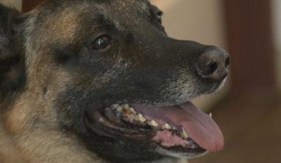 Carson City Sheriff's Office Says Farewell to Canine Rex