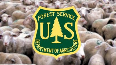 U.S. Forest Service fuel reduction in Arrowcreek with sheep