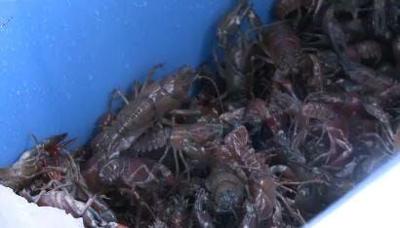 Tahoe Lobster Company Goes International
