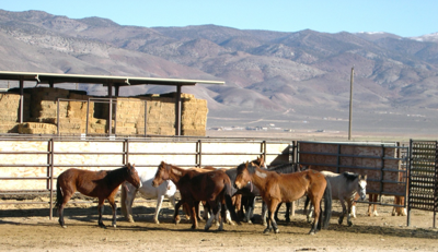 BLM wild horse and burro facility