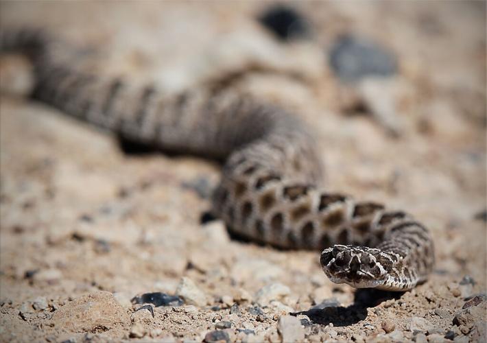 Great Basin Rattlesnake 2 - Copy.jpg
