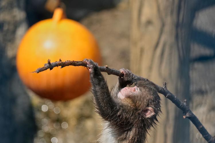 Japan Monkey Birthday