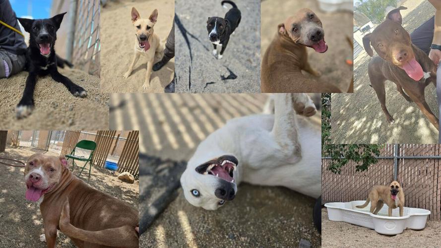 Dogs need a home Lyon County .jpg