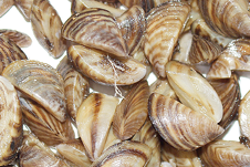 zebral mussels.png