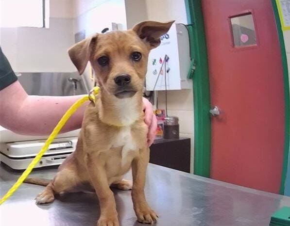 Regional Animal Services Seeks Information On 38 Abandoned Dogs