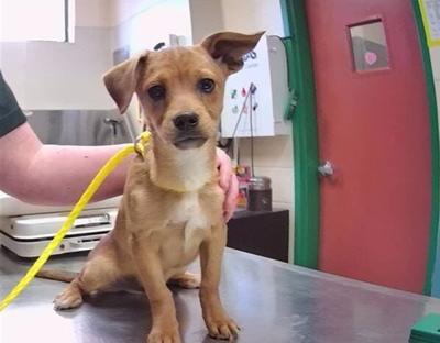 Regional Animal Services Seeks Information On 38 Abandoned Dogs