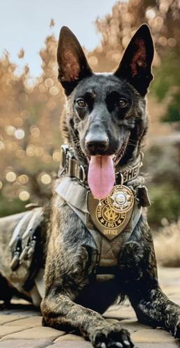 K9 Ava