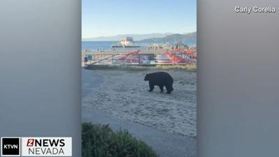 Bear siting near Rivas in South Lake Tahoe during Celebrity Golf .jpg