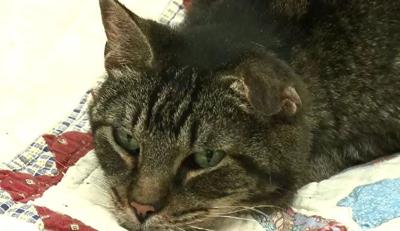 Angel Pet Program Helps You Adopt a Special-Needs Animal at the Nevada Humane Society