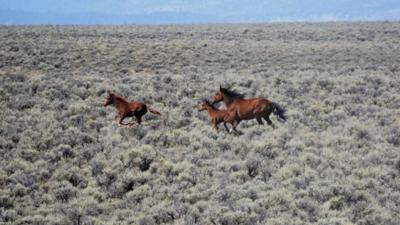 Wild horses