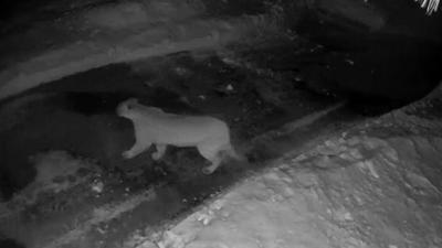 Mountain Lion sighting