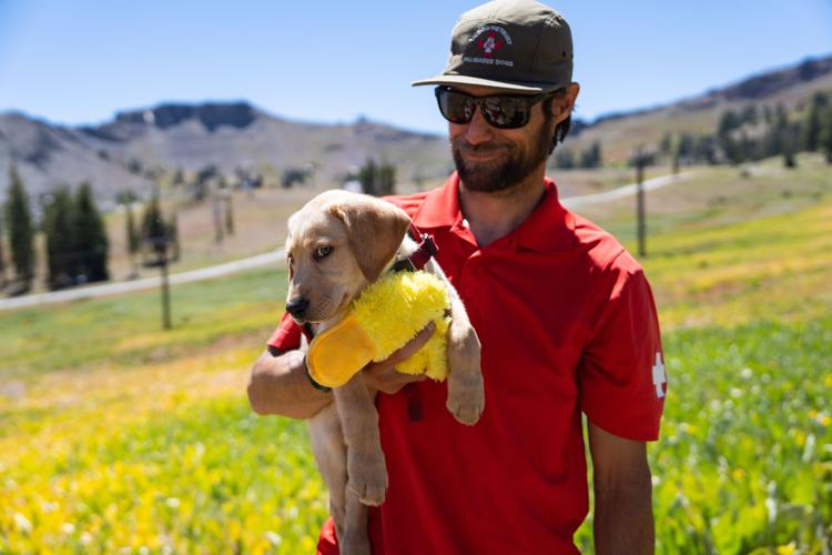 Palisades Tahoe New Avalanche Rescue Dog - Meet Binny
