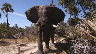 UN Report: Humans Accelerating Extinction of Species