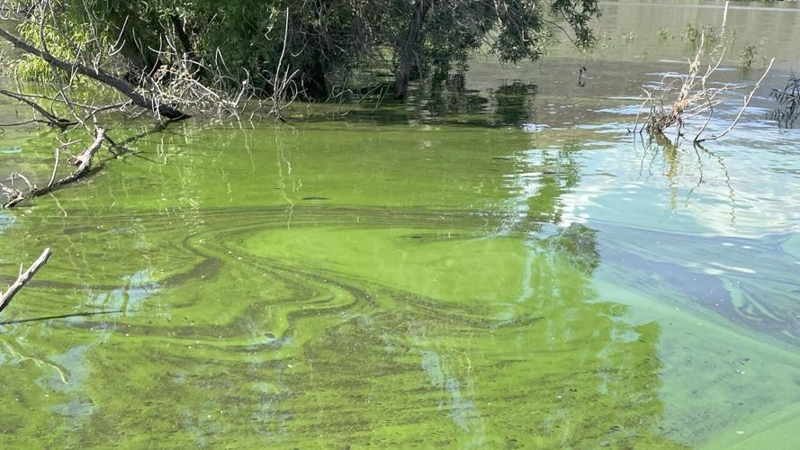 Algal Bloom 1111 .jpg