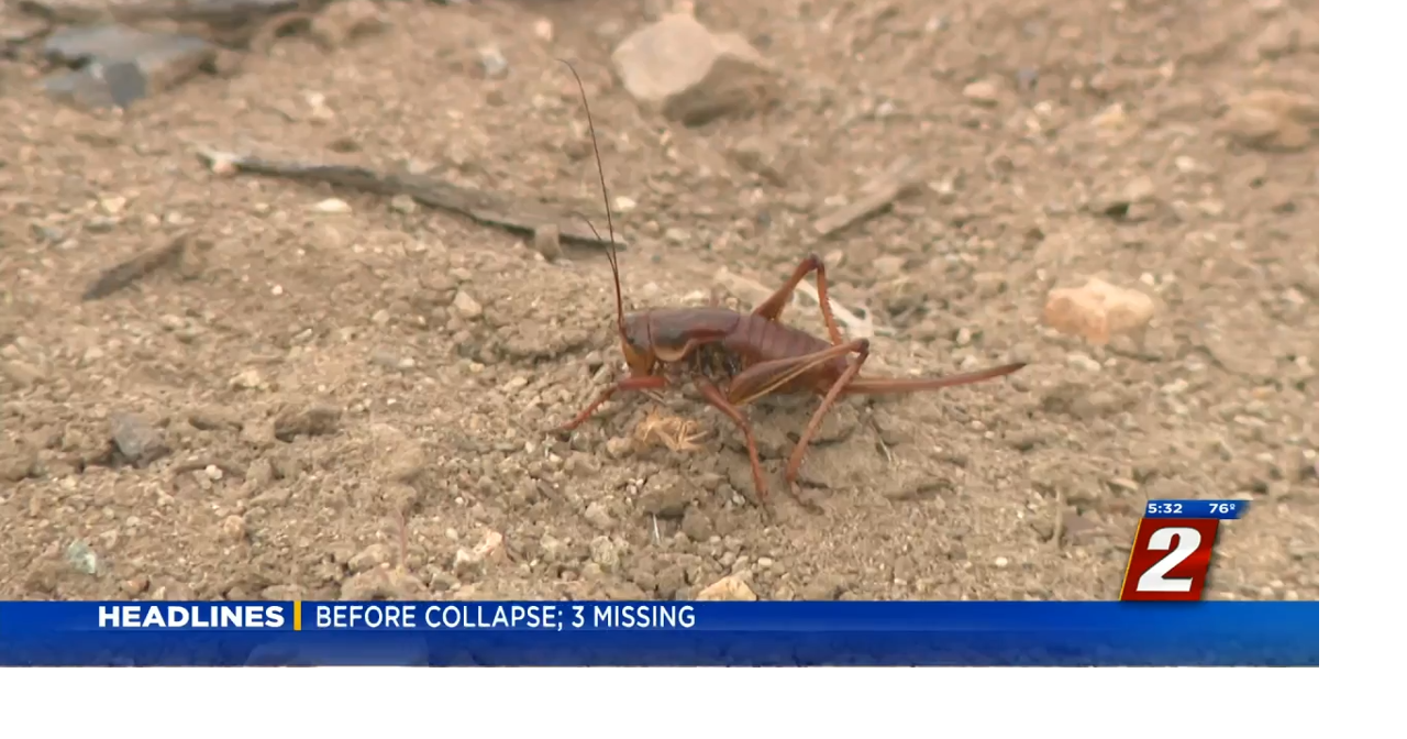 Mormon Crickets Hatching Early in Northern Nevada News