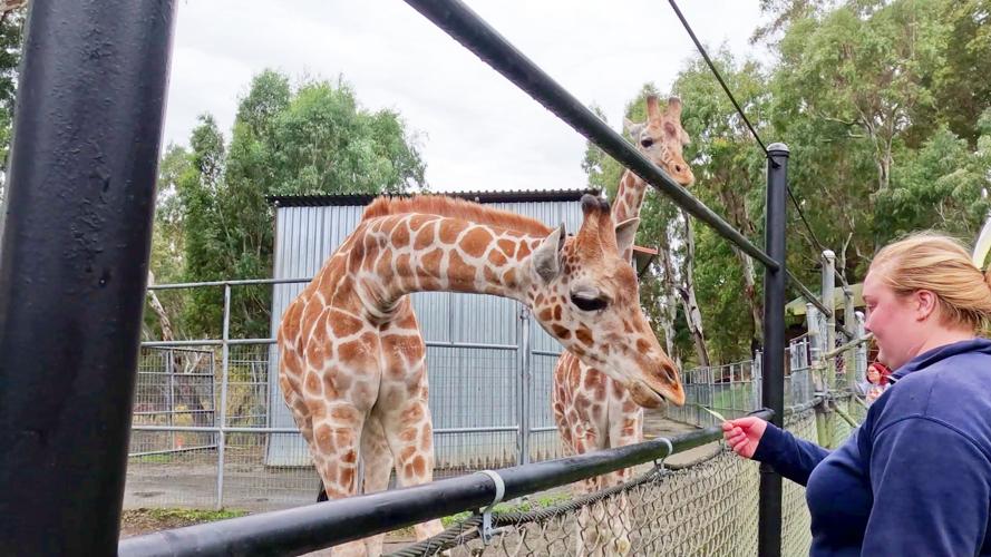 Discovery Kingdom baby giraffes 2 010125