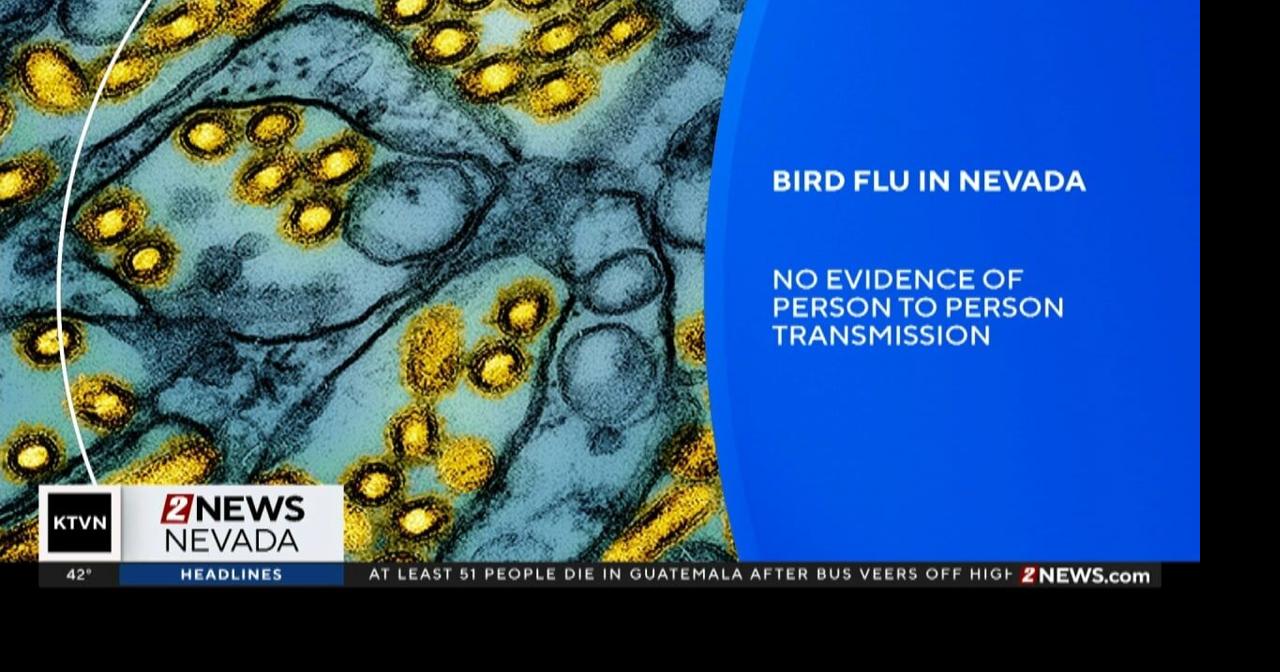 First human bird flu case detected in Nevada | Local News | 2news.com