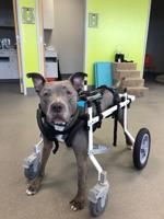 Workout Fundraiser for Special Needs Dog
